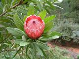 Protea nerifolia 